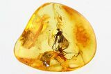 Two Fossil Spiders and a Wood Gnat In Baltic Amber #307210-1